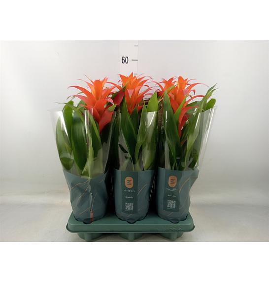 Guzmania hibrid Ø12 Narančasta
