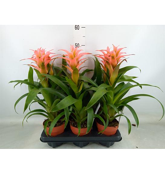 Guzmania hibrid Ø12 ružičasta