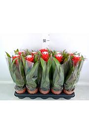 Guzmania Hope Ø12