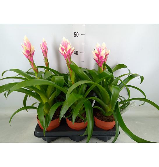 Guzmania bomboni Ø12