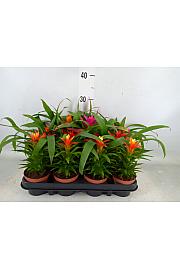 Guzmania hibrid Ø9 mix