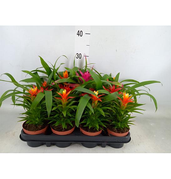 Guzmania hibrid Ø9 mix