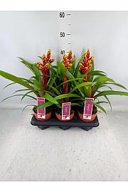 Guzmania Loya Ø12