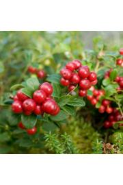 Vaccinium vitis Idaea C2 Lit. 15-20 cm