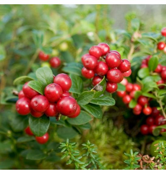 Vaccinium vitis Idaea C2 Lit. 15-20 cm