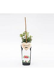 Vaccinium vitis Idaea C2 Lit. 15-20 cm