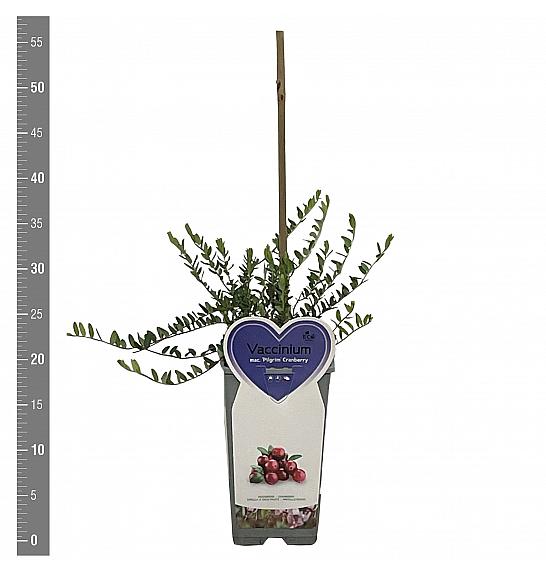 Vaccinium macrocarpon Pilgrim C2 Lit. 30-40 cm