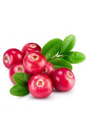 Vaccinium macrocarpon Pilgrim C2 Lit. 30-40 cm