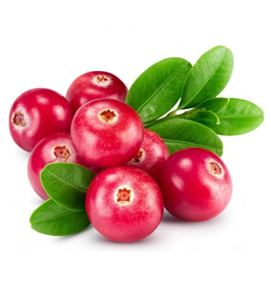 Vaccinium macrocarpon Pilgrim C2 Lit. 30-40 cm