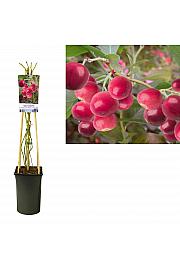Vaccinium corymbosum Pink Lemonade C2,5 Lit. 40-60 cm
