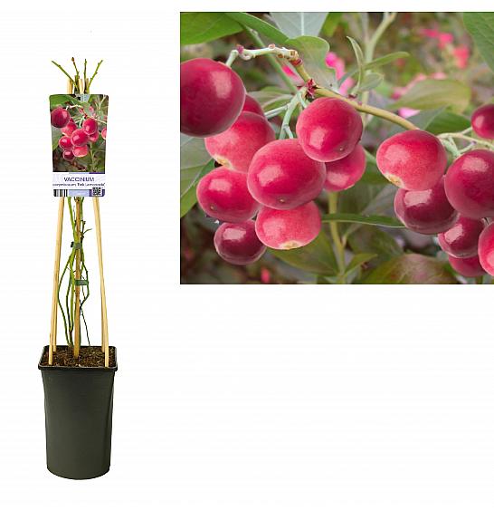 Vaccinium corymbosum Pink Lemonade C2,5 Lit. 40-60 cm