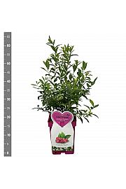 Vaccinium corymbosum Pink Berry C5 Lit. 30-40 cm