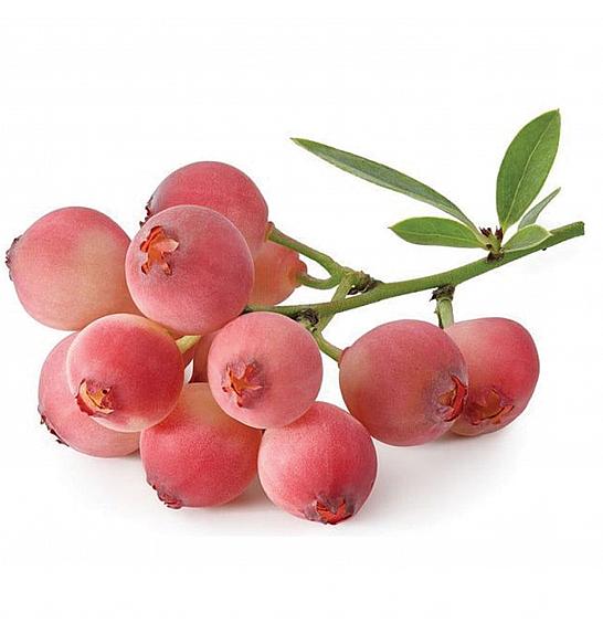 Vaccinium corymbosum Pink Berry C5 Lit. 30-40 cm