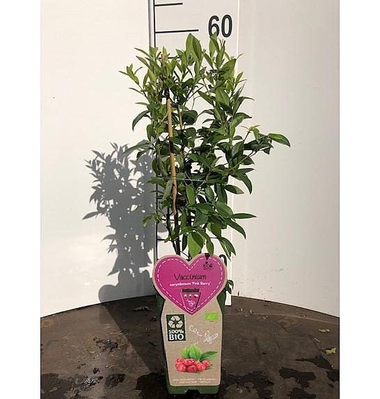 Vaccinium corymbosum Pink Berry C2 Lit. 30-40 cm BIO
