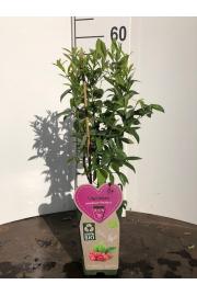 Vaccinium corymbosum Pink Berry C2 Lit. 40-60 cm BIO