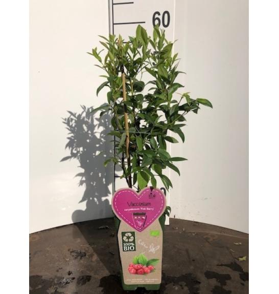 Vaccinium corymbosum Pink Berry C2 Lit. 40-60 cm BIO
