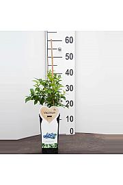 Vaccinium corymbosum Nord Country C2 Lit. 30-40 cm