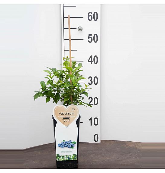 Vaccinium corymbosum Nord Country C2 Lit. 30-40 cm