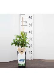 Vaccinium corymbosum Nord Country C2 Lit. 40-60 cm (47396)