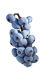 Vaccinium corymbosum Little Blue Wonder C3 Lit. 25-35 cm