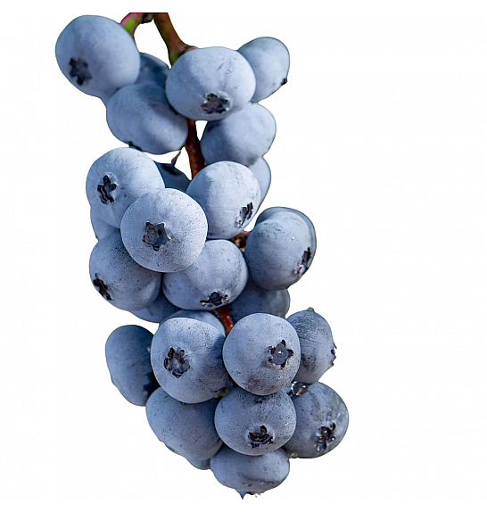 Vaccinium corymbosum Little Blue Wonder C3 Lit. 25-35 cm