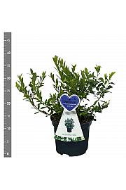 Vaccinium corymbosum Little Blue Wonder C3 Lit. 25-35 cm