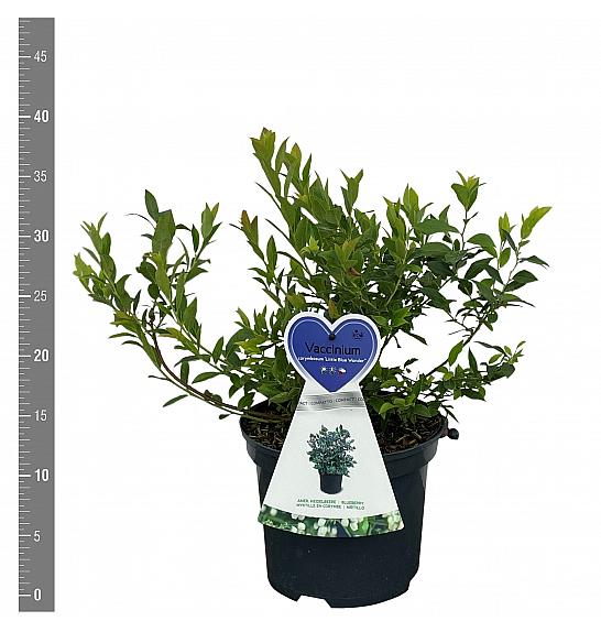 Vaccinium corymbosum Little Blue Wonder C3 Lit. 25-35 cm