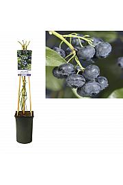 Vaccinium corymbosum Jersey C2,5 Lit. 40-60 cm