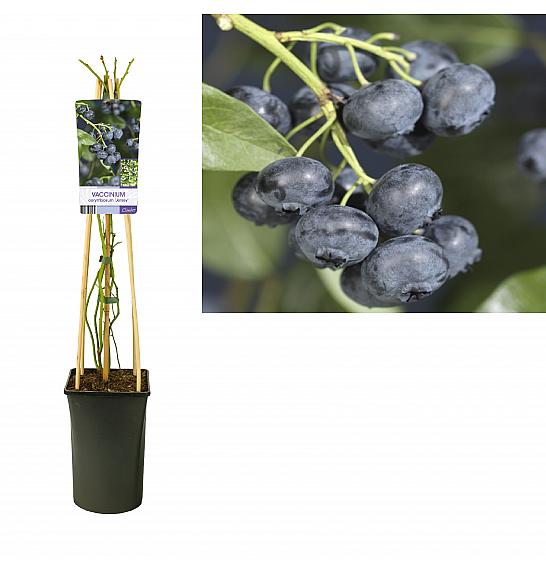 Vaccinium corymbosum Jersey C2,5 Lit. 40-60 cm