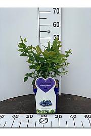 Vaccinium corymbosum Goldtraube C5 Lit. 30-40 cm