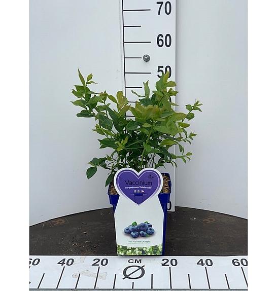 Vaccinium corymbosum Goldtraube C5 Lit. 30-40 cm
