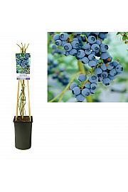 Vaccinium corymbosum Goldtraube C2,5 Lit. 40-60 cm