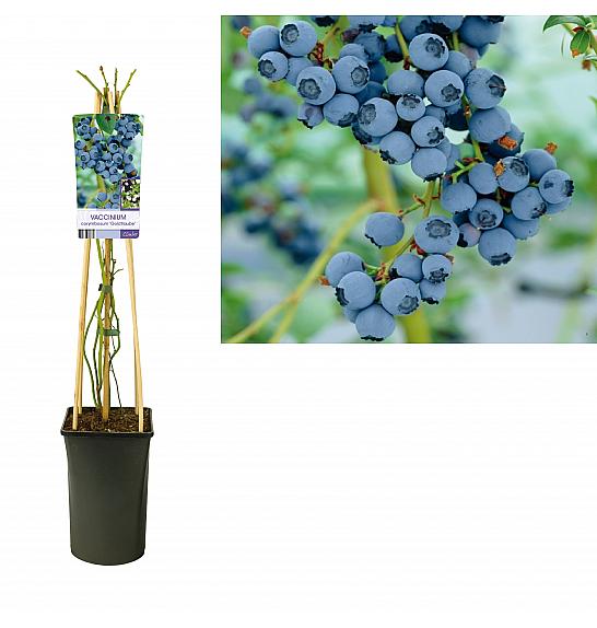 Vaccinium corymbosum Goldtraube C2,5 Lit. 40-60 cm