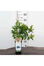 Vaccinium corymbosum Goldtraube C2 Lit. 40-60 cm BIO