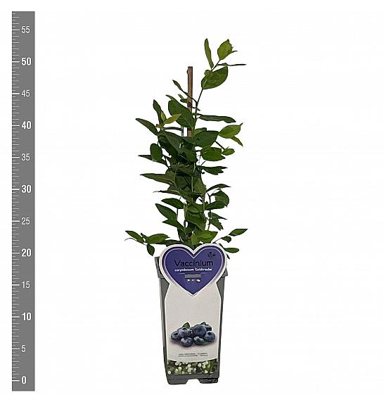 Vaccinium corymbosum Goldtraube C2 Lit. 30-40 cm
