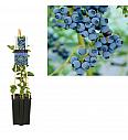 Vaccinium corymbosum Goldtraube C1,5 Lit. 30-40 cm