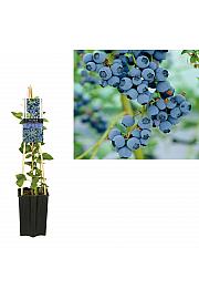 Vaccinium corymbosum Goldtraube C1,5 Lit. 30-40 cm