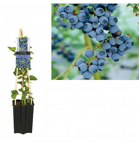 Vaccinium corymbosum Goldtraube C1,5 Lit. 30-40 cm
