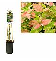 Vaccinium corymbosum Flamingo C2,5 Lit. 40-60 cm