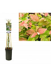 Vaccinium corymbosum Flamingo C2,5 Lit. 40-60 cm