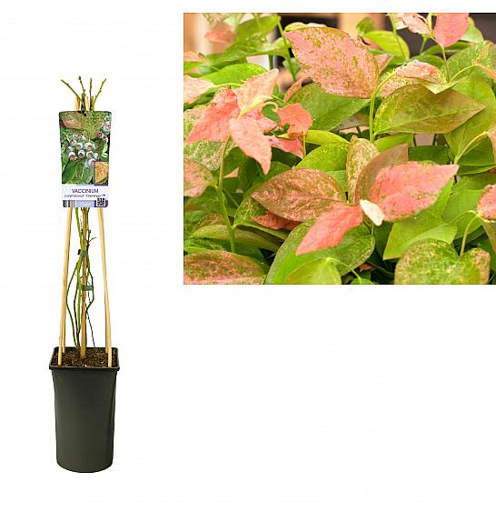 Vaccinium corymbosum Flamingo C2,5 Lit. 40-60 cm