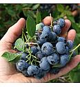 Vaccinium corymbosum Duke C5 Lit. 30-40 cm (30071)