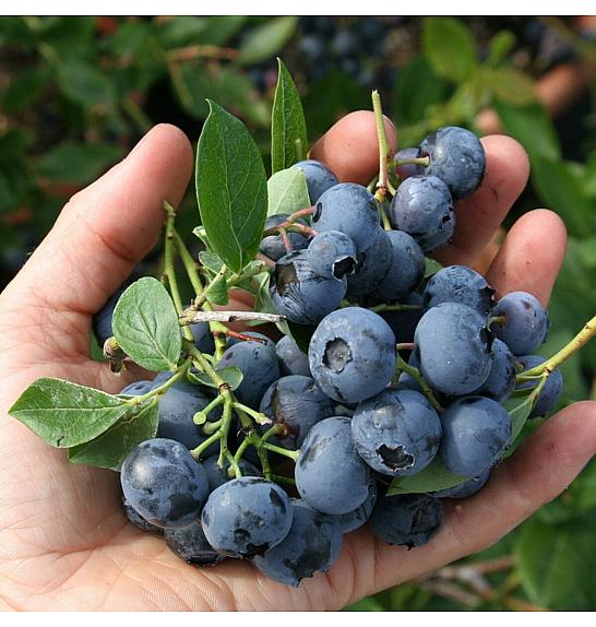 Vaccinium corymbosum Duke C5 Lit. 30-40 cm