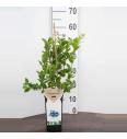 Vaccinium corymbosum Duke C2 Lit. 40-60 cm BIO (124087)