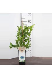Vaccinium corymbosum Duke C2 Lit. 40-60 cm BIO (124087)