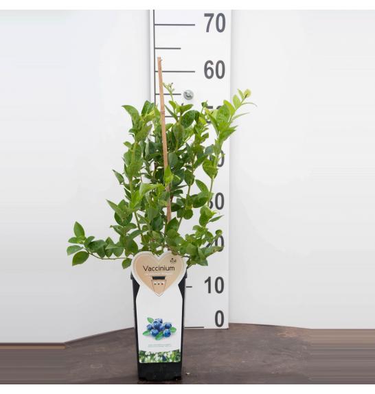 Vaccinium corymbosum Duke C2 Lit. 40-60 cm BIO (124087)