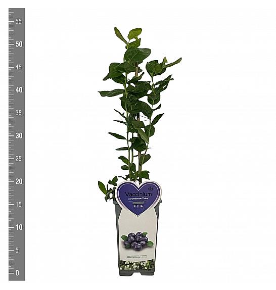 Vaccinium corymbosum Duke C2 Lit. 30-40 cm