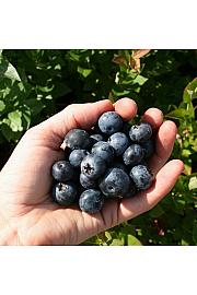 Vaccinium corymbosum Brigitta blue C5 Lit. 30-40 cm