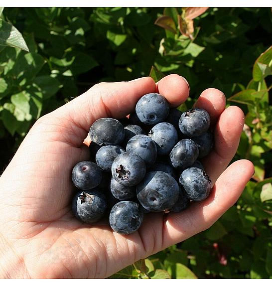 Vaccinium corymbosum Brigitta blue C5 Lit. 30-40 cm