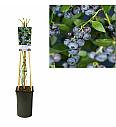 Vaccinium corymbosum Brigitta Blue C2,5 Lit. 40-60 cm